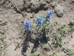 Penstemon angustifolius