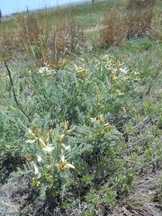 Astragalus drummondii