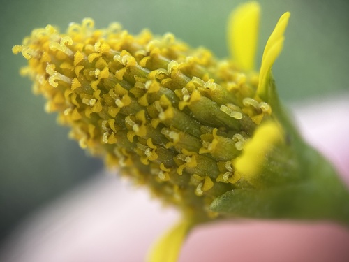 Image of Acmella uliginosa by (c) scallions, some rights reserved (CC BY)