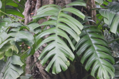 Rhaphidophora