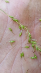 Carex sylvatica