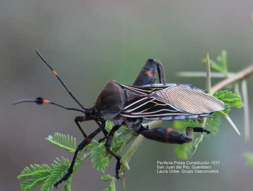 Pachylis gigas