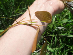 Potamogeton natans
