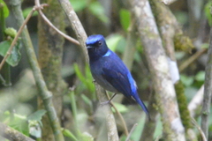 Niltava macgrigoriae