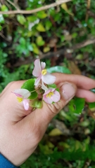 Begonia semperflorens-cultorum