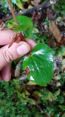 Begonia semperflorens-cultorum