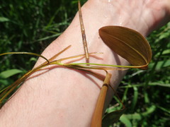 Potamogeton natans