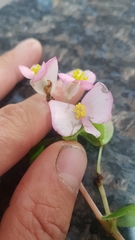 Begonia semperflorens-cultorum