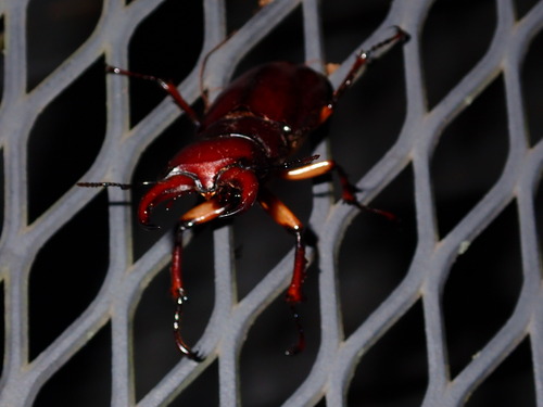 Reddish-brown stag beetle