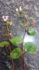 Begonia semperflorens-cultorum