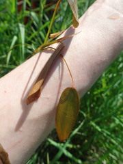 Potamogeton natans