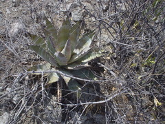 Agave subsimplex