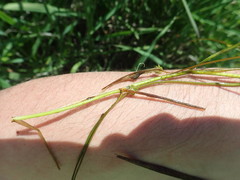 Potamogeton natans