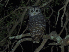 Strix chacoensis