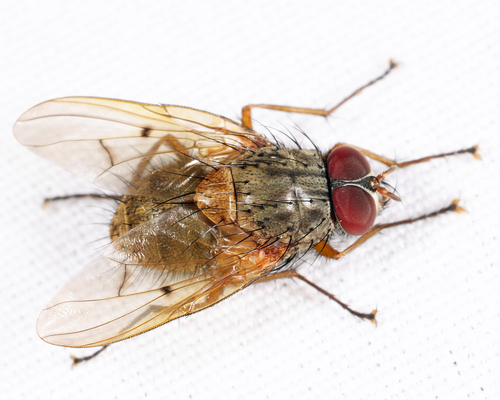 Phaonia houghii