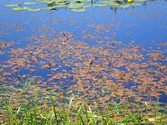 Potamogeton natans