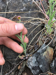 Erigeron flagellaris