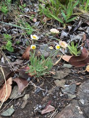 Erigeron flagellaris
