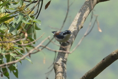 Pteruthius aeralatus