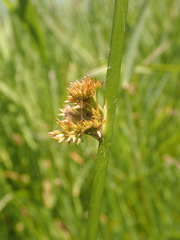Juncus effusus effusus