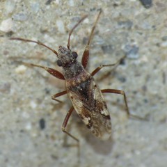 Ligyrocoris delitus