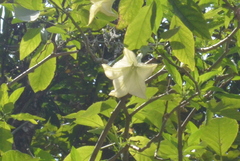 Brugmansia arborea