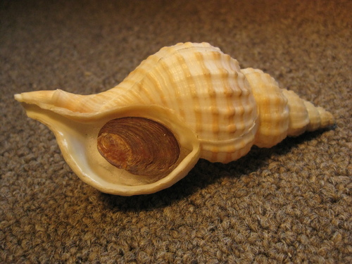 Fusitriton laudandus