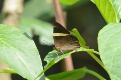 Abisara fylla