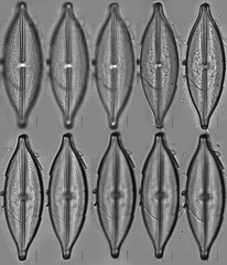 Anomoeoneis sculpta