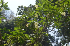 Brugmansia arborea