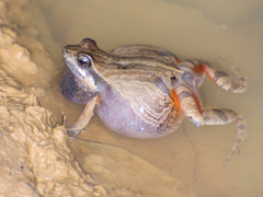 Barker Frog photo 3