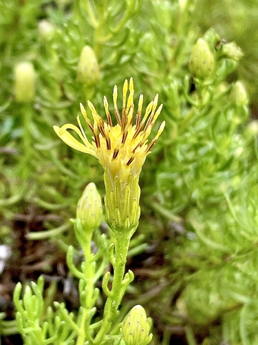 Image of Ericameria fasciculata by no rights reserved