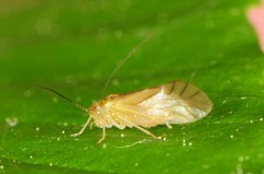 Caeciliusidae