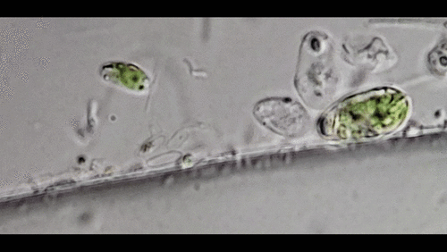 Chlamydomonas snowiae