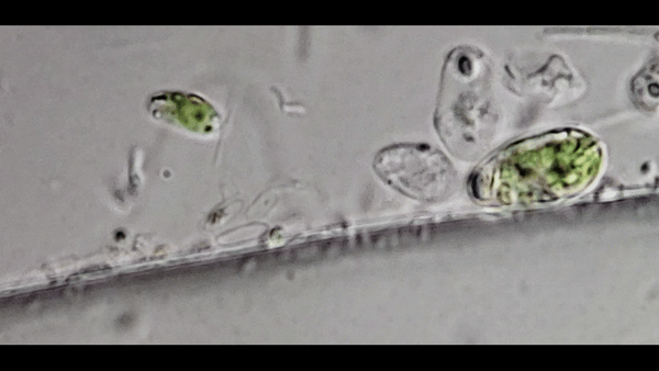 Chlamydomonas snowiae