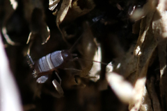 Myrmecophilus americanus