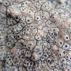 Ostropomycetidae