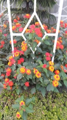 Lantana camara