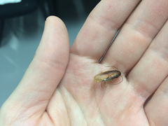 Ischnoptera bilunata