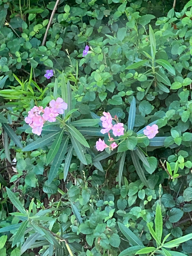Nerium oleander observed 2024-07-02