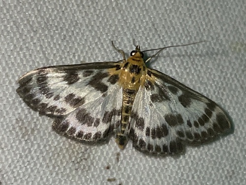 Anania hortulata