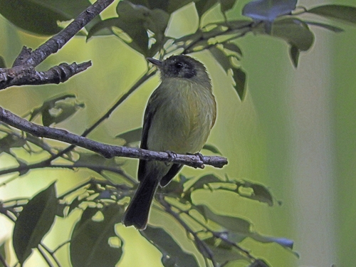 Sepia-capped Flycatcher