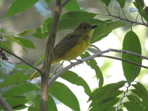 Gray-headed Tanager