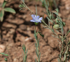 Linum pratense