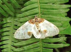 Abraxas amicula-illuminata