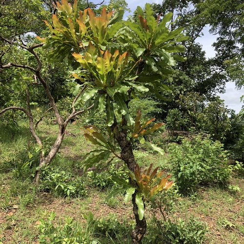dwarf red ironwood
