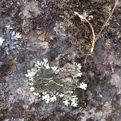 Xanthoparmelia tasmanica