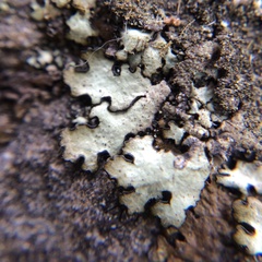 Xanthoparmelia tasmanica