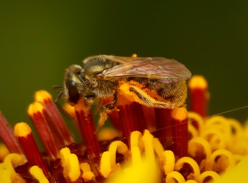 California sweat bee