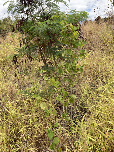 Abutilon grandifolium observed 2024-07-01